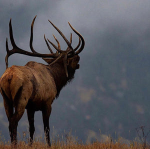 Bull Elk on Foggy ridge top