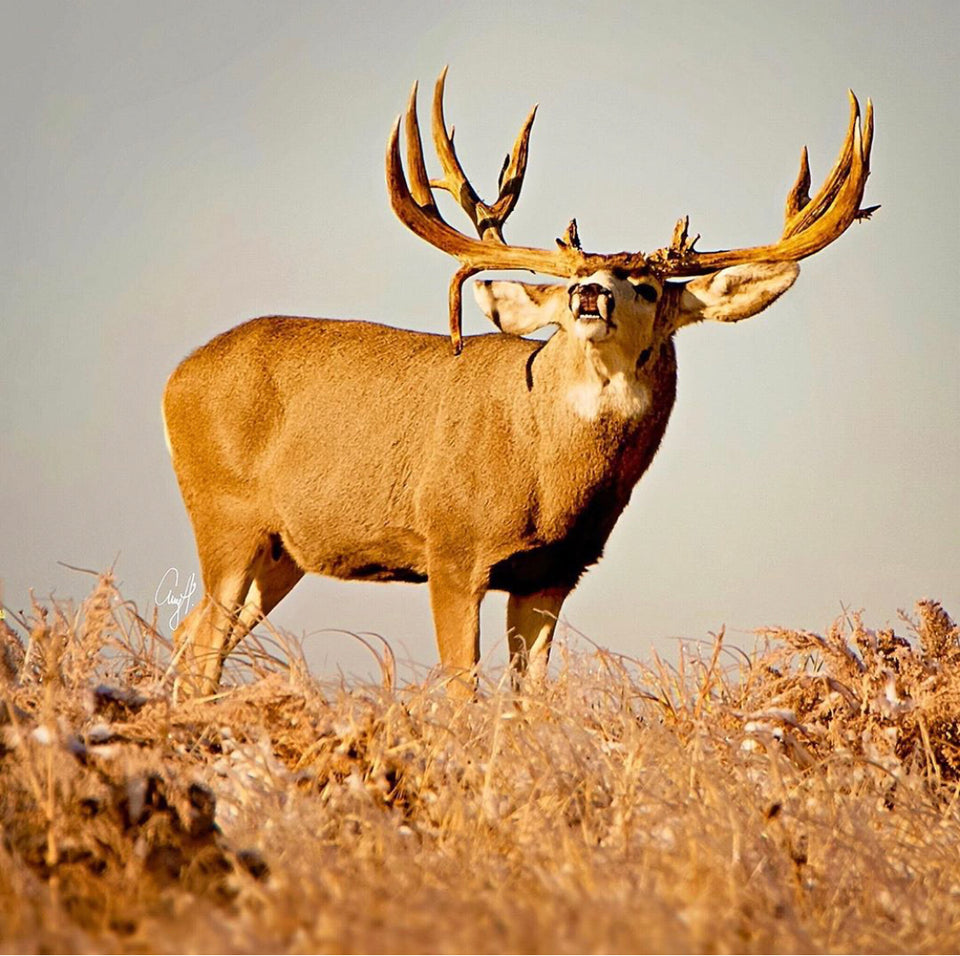 Mule deer buck